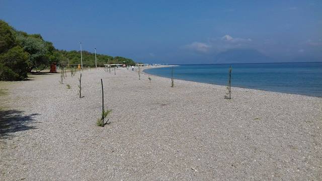 Τα μικρά αρμυρίκια που θα ρίξουν σκιά σε όλο το μήκος της πλάζ