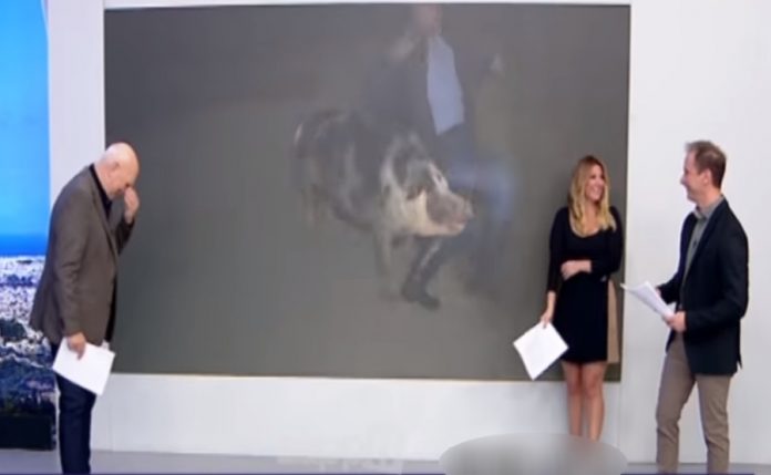 Γουρούνι κυνηγούσε τον ρεπόρτερ του Παπαδάκη, Λάζο Μαντικό - ΒΙΝΤΕΟ