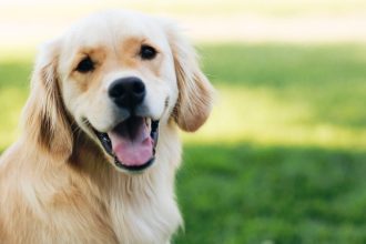 Τα αυγά αποτελούν εξαιρετική προσθήκη στη διατροφή των σκύλων