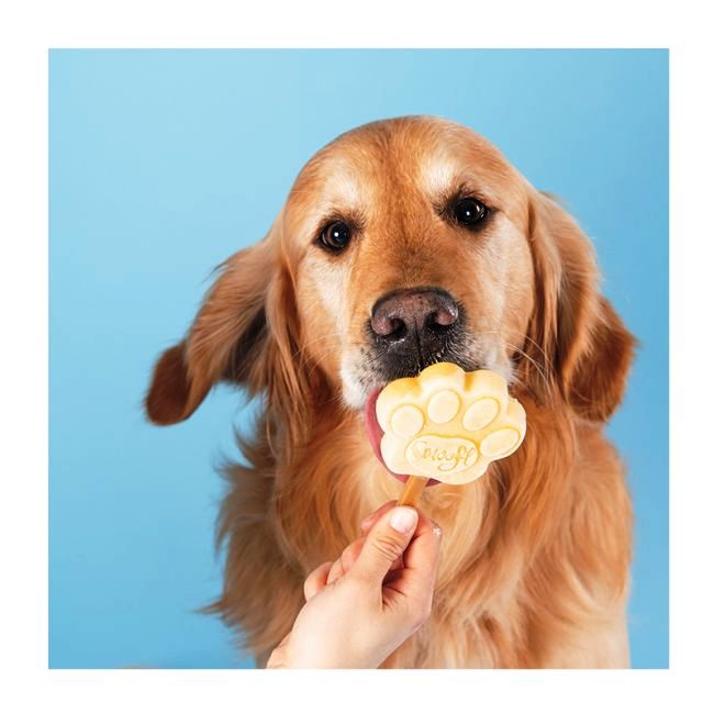 Τι λένε οι σκύλοι όταν γαβγίζουν