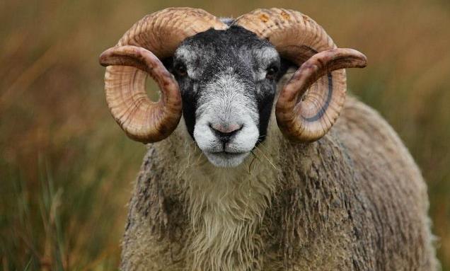 Πύργος: Κριάρι τραυμάτισε σοβαρά γυναίκα