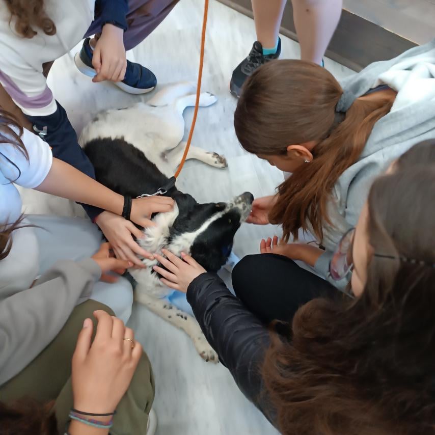 Ζώα συντροφιάς: Δράση ενημέρωσης από το Δήμο Πατρέων και στο Γυμνάσιο Σαραβαλίου