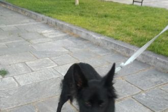 Πάτρα: Χάθηκε και ψάχνει τον ιδιοκτήτη του ΦΩΤΟ