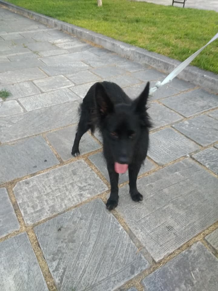 Πάτρα: Χάθηκε και ψάχνει τον ιδιοκτήτη του ΦΩΤΟ