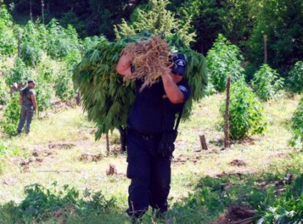 Δυτ. Ελλάδα: Συνελήφθη ο εγκέφαλος της τεράστιας χασισοφυτείας