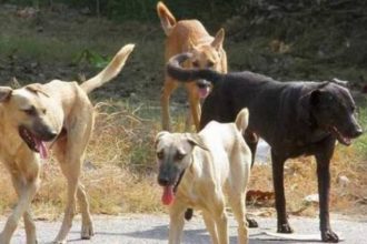 Δήμος Ερυμάνθου: Αφήνουν τα αδέσποτα χωρίς τροφή!