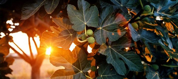 Σύκα: Τα πολύτιμα οφέλη τους στην υγεία μας