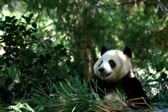 «Διπλωματία των πάντα»: Ζωολογικός κήπος στις ΗΠΑ έστρωσε «κόκκινο χαλί» για 2 τρυφερούς «γίγαντες»