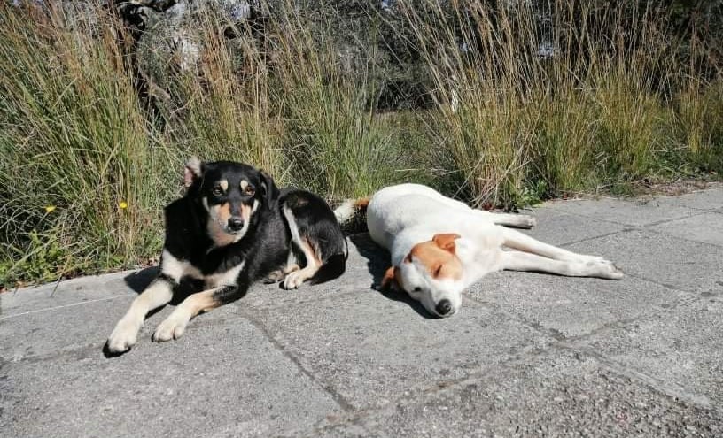Δήμος Πατρέων: Στόχος μας είναι μια πόλη χωρίς αδέσποτα