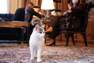 Καλυψώ, η προεδρική γάτα!