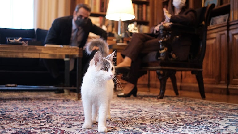 Καλυψώ, η προεδρική γάτα!