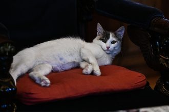 Η Καλυψώ έκανε κατάληψη στην πολυθρόνα της Κατερίνας Σακελλαροπούλου