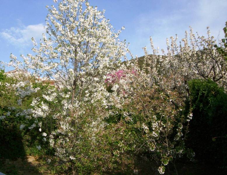 "Του Χριστού τα πάθη", τα κάλαντα της Μ. Παρασκευής στο Ανω Καστρίτσι
