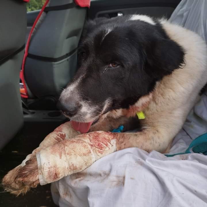 Πάτρα: Το σκυλάκι που βασανίστηκε, έχει τώρα μια μεγάλη αγκαλιά!