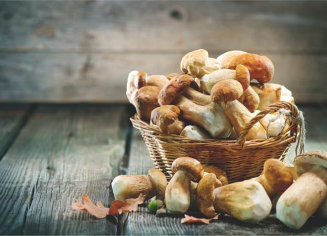 Μανιτάρια: Πολύτιμη και διαιτητική τροφή