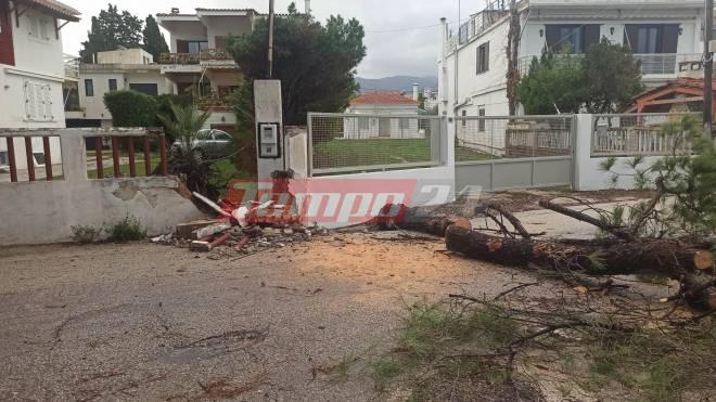 Πάτρα: Ξεριζώθηκε δένδρο από τους δυνατούς ανέμους - Απο θαύμα δεν υπήρξε τραυματισμός στο Μονοδένδρι (ΦΩΤΟ)