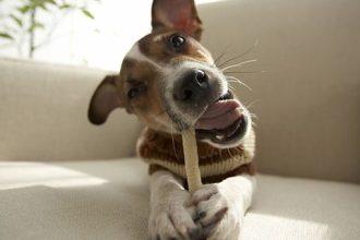 Ο σκύλος μου μασουλάει τα πάντα! Πώς θα του κόψω αυτή τη συνήθεια;