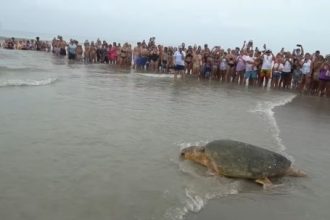 Ο Μπούμπα, μία θαλάσσια χελώνα 170 κιλών, επέστρεψε στον Ατλαντικό Ωκεανό