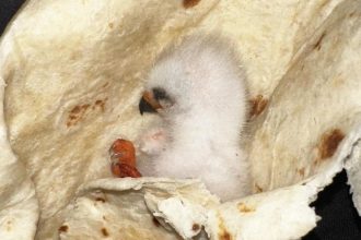 Οικογένεια τύλιξε σε... τορτίγια τραυματισμένο πουλάκι για να το σώσει μέχρι να έρθει βοήθεια