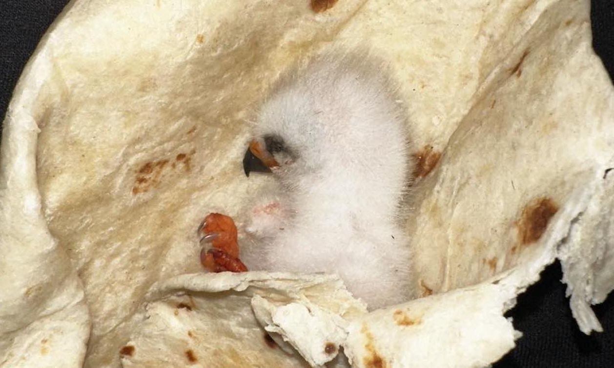 Οικογένεια τύλιξε σε... τορτίγια τραυματισμένο πουλάκι για να το σώσει μέχρι να έρθει βοήθεια