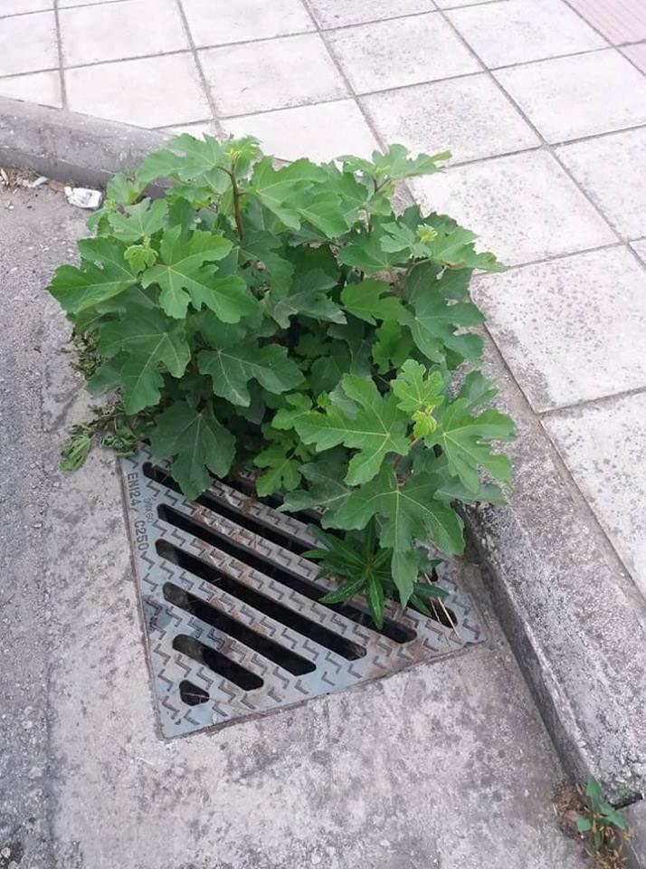 Πάτρα: Η ανάδυση συκιάς από φρεάτιο