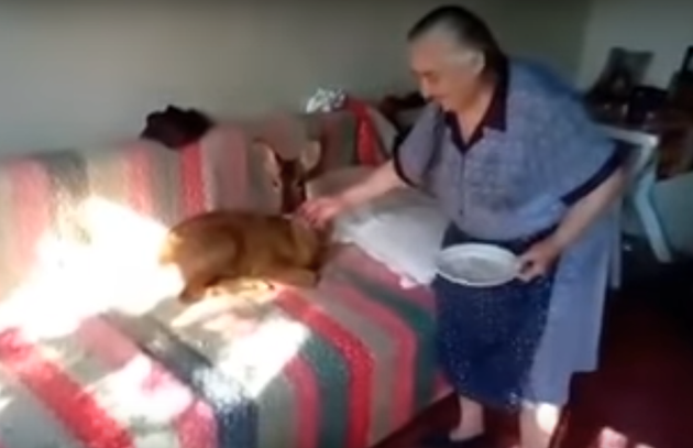 Αγρίνιο: Ηλικιωμένη έχει κατοικίδιο ζαρκάδι και είναι αχώριστοι - ΒΙΝΤΕΟ