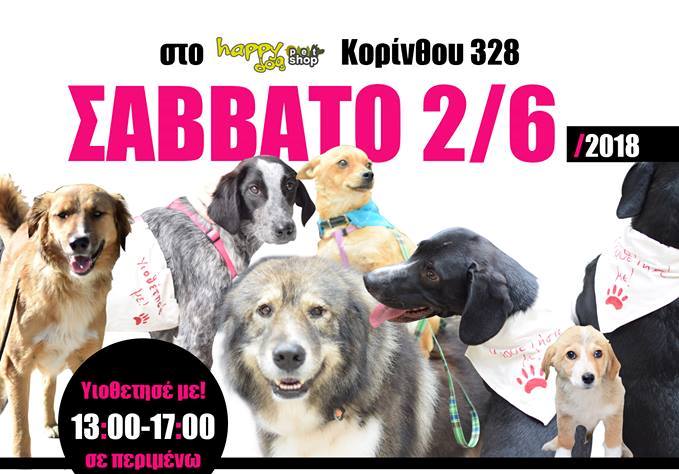 Πάτρα: Ημέρα εκδήλωσης ενδιαφέροντος υιοθεσίας ενήλικων σκύλων και κουταβιών- Να είστε εκεί