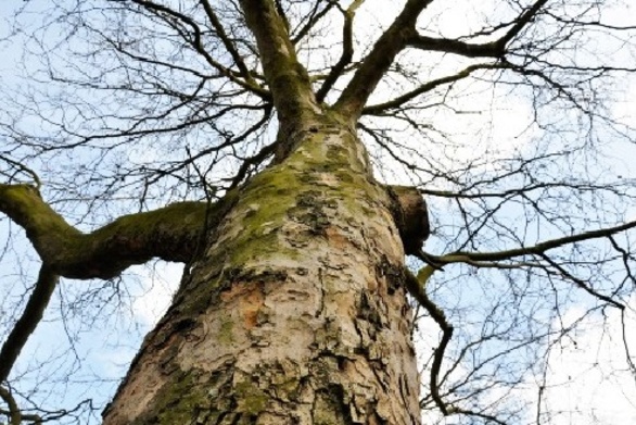 Καλάβρυτα: Αναβάλλεται η σημερινή εκδήλωση για τη ξήρανση των πλατανιών