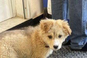 Πάτρα: Βρέθηκε σκυλάκι στην πλ. Παπανδρέου