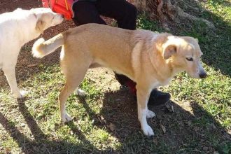 Πάτρα: Χάθηκε σκυλίτσα από τα Ροΐτικα