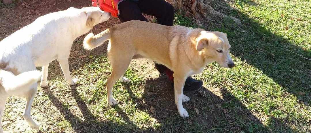 Πάτρα: Χάθηκε σκυλίτσα από τα Ροΐτικα