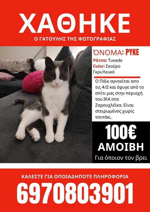 Πάτρα: Χάθηκε ο Πάϊκ