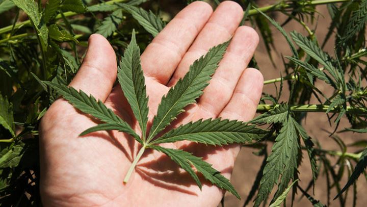 Έρευνα: Η συχνή χρήση κάνναβης αυξάνει τον κίνδυνο εγκεφαλικού