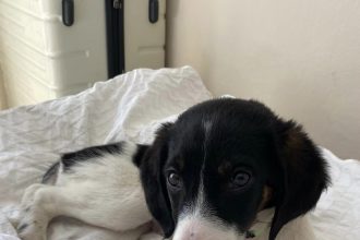 Πάτρα: Η μικρή ...αλήτισσα ψάχνει σπίτι