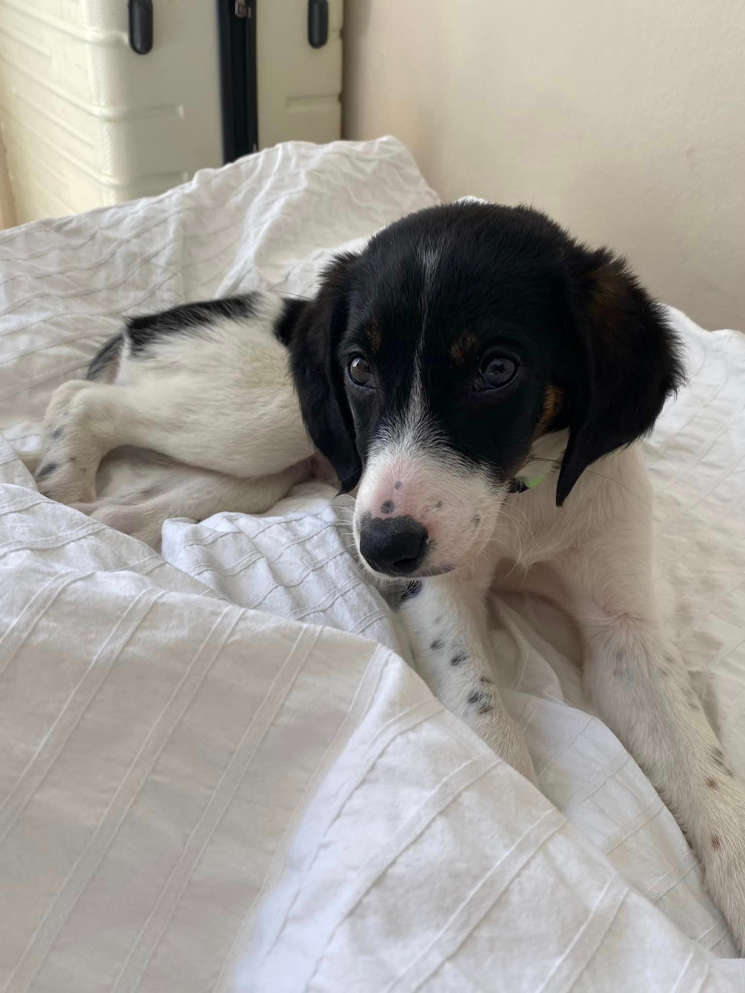 Πάτρα: Η μικρή ...αλήτισσα ψάχνει σπίτι