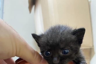 Γατάκι δίνεται για υιοθεσία - Το είχαν πετάξει σε κάδο