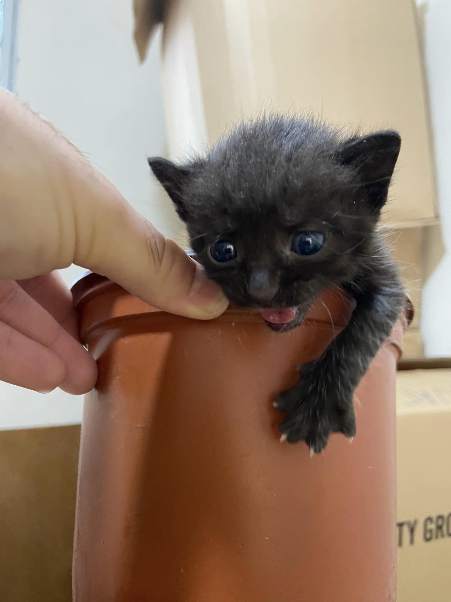 Γατάκι δίνεται για υιοθεσία - Το είχαν πετάξει σε κάδο