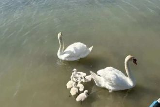 Zευγάρι κύκνων που ζει εδώ και 10 χρόνια στον Αχελώο γέννησε 7 υπέροχα κυκνάκια