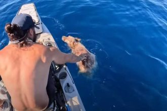 Tiktoker έσωσε σκύλο που τον βρήκε στη θάλασσα ΒΙΝΤΕΟ