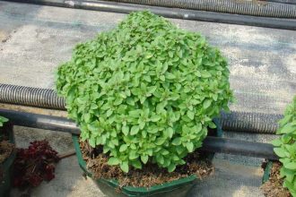 Βασιλικός θα γίνω στο παραθύρι σου