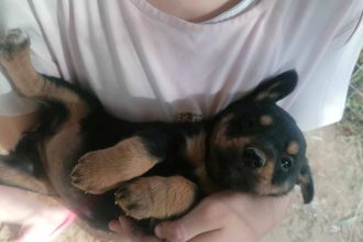 Κουταβάκια για υιοθεσία