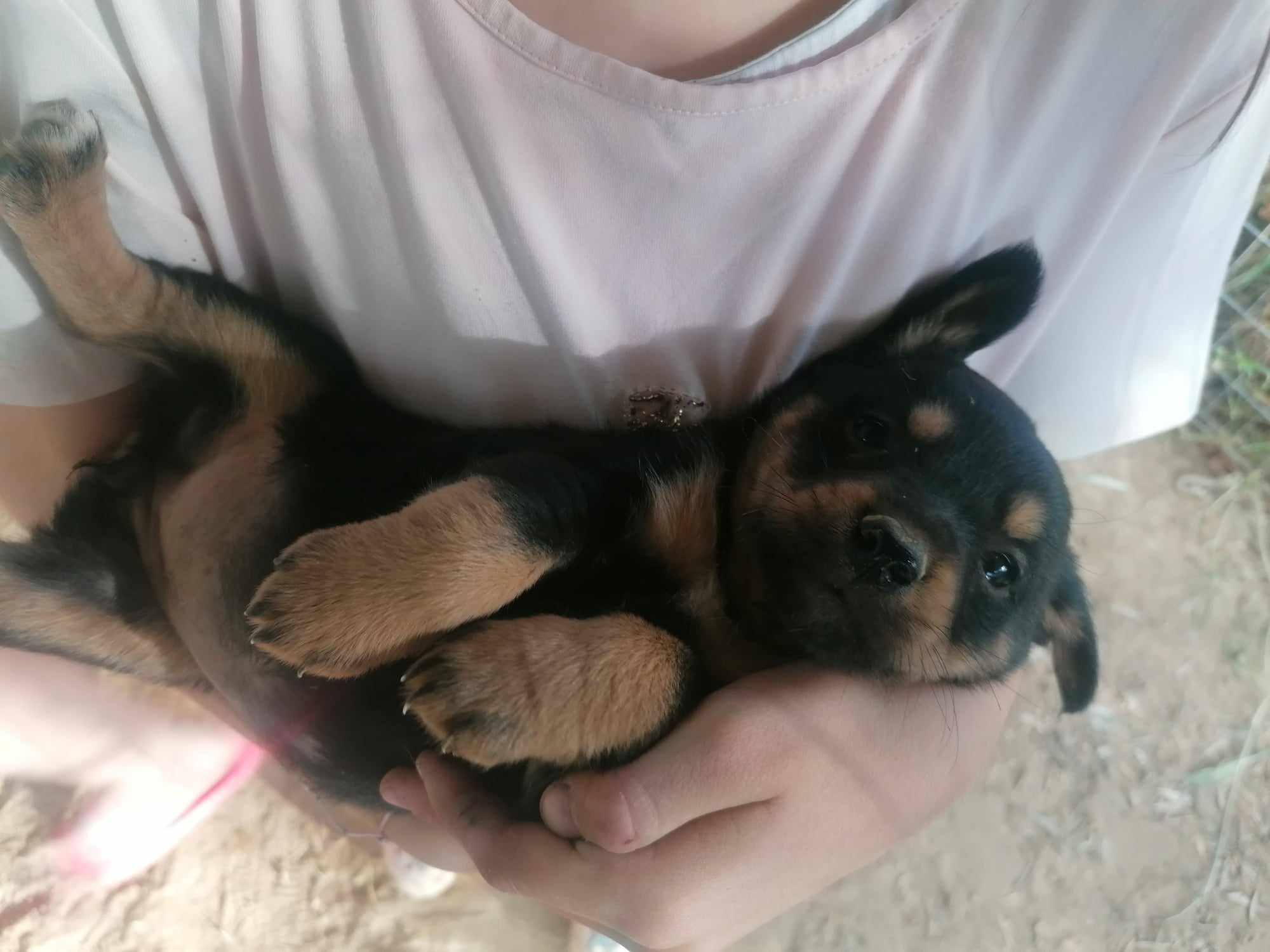 Κουταβάκια για υιοθεσία