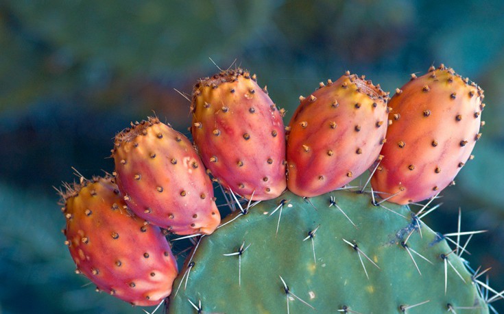 Η υψηλή διατροφική αξία των φραγκόσυκων