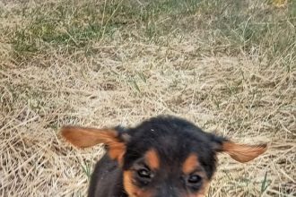 Ο Σάββας αναζητά σπίτι για το χαριτωμένο Γιάκ Τεριέ