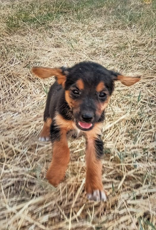 Ο Σάββας αναζητά σπίτι για το χαριτωμένο Γιάκ Τεριέ