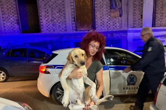 Πάτρα: Πώς σώθηκε ο σκύλος που τον χτύπησε ΙΧ - Μπήκε μόνος του στο περιπολικό! (ΦΩΤΟ)