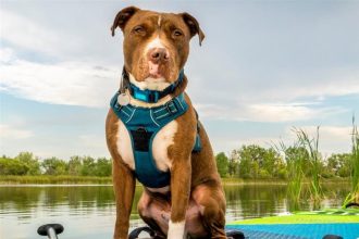 Πιτ μπουλ: Μια ιδιαίτερη και παρεξηγημένη φυλή σκύλων