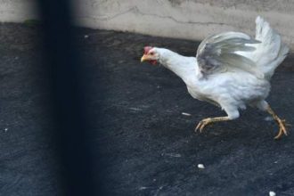 Τελικά το γλίτωσε το μαγείρεμα η κότα στο Μαξίμου;