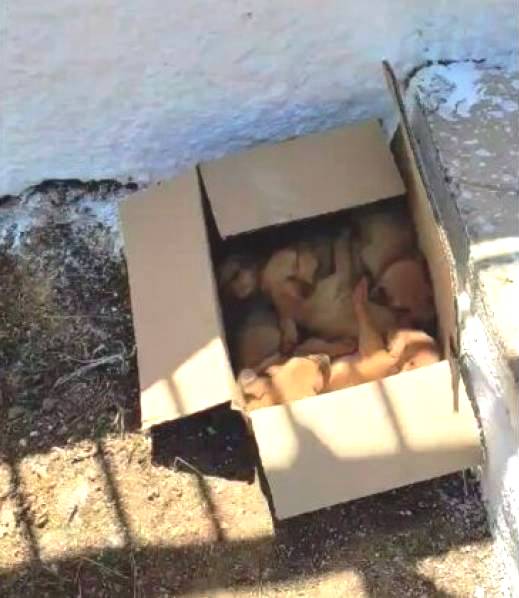 Δυτ. Αχαΐα: Πολίτης βρήκε παρατημένα κουτάβια σε χαρτοκούτι - Πώς σώθηκαν