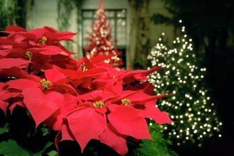 Φτιάξτε ξεχωριστά χριστουγεννιάτικα δέντρα με αλεξανδρινά